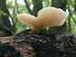 Sugaras likacsosgomba (Neofavolus alveolaris), Budai-hegység